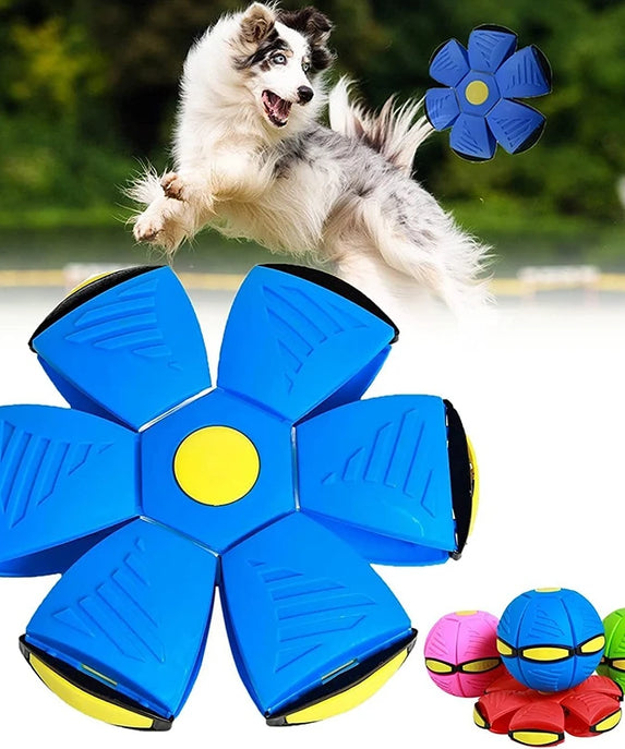 Funny Outdoor Dog Training Toy